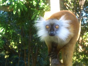 lemuri in madagascar