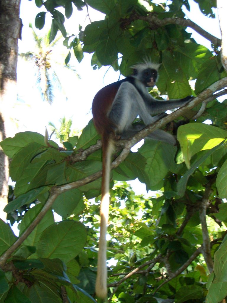 zanzibar cosa vedere al Jozani forest scimmie colobo