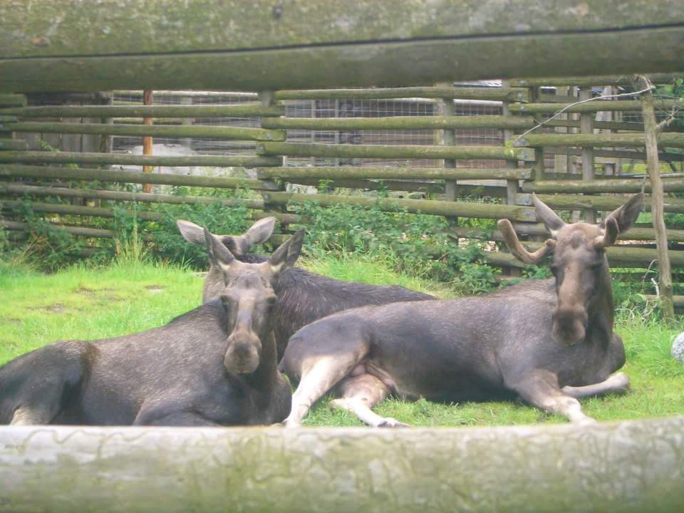 COSA VEDERE A STOCCOLMA, SKANSEN RENNA