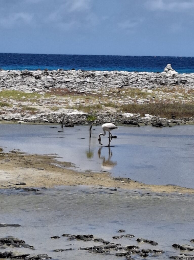 Fenicottero a Bonaire