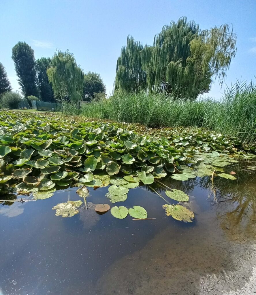 Laghetto con ninfee al parco Cavour