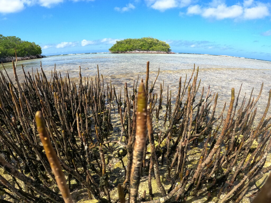 Mangel Halto spiaggia e mangrovie