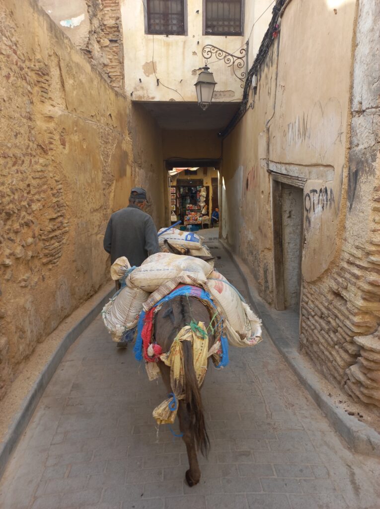 Cosa vedere a Fes, asino che trasporta merci nella medina
