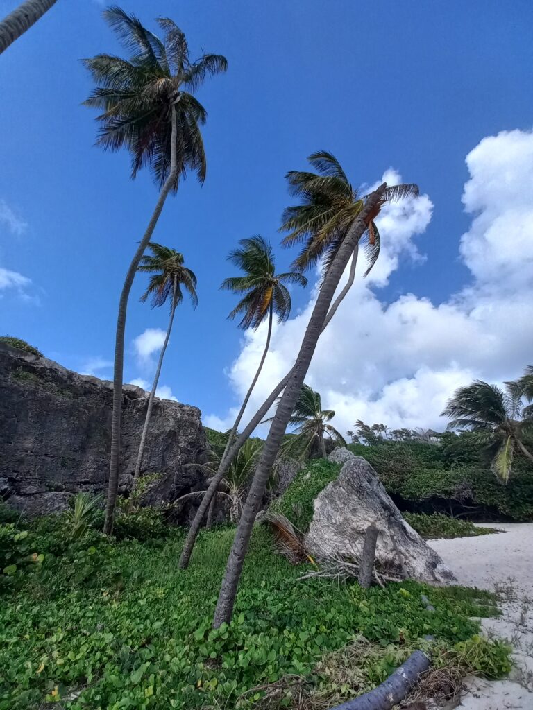 La vegetazione di Bottom Bay, Barbados spiagge più belle