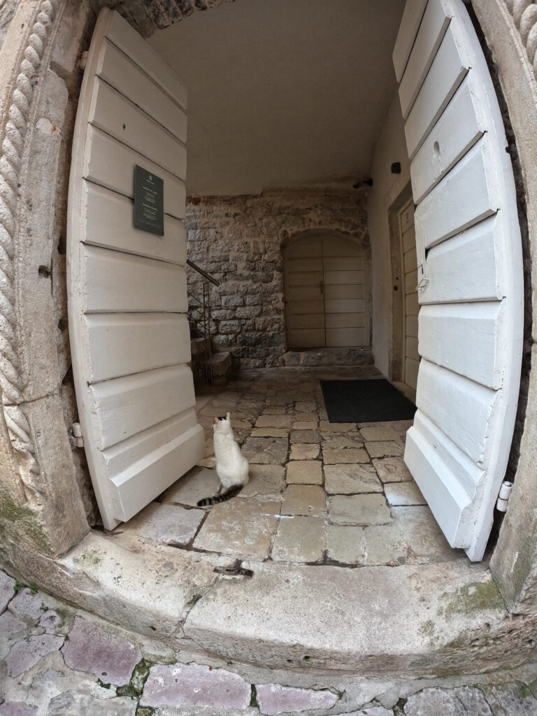 gatto bianco a Cattaro