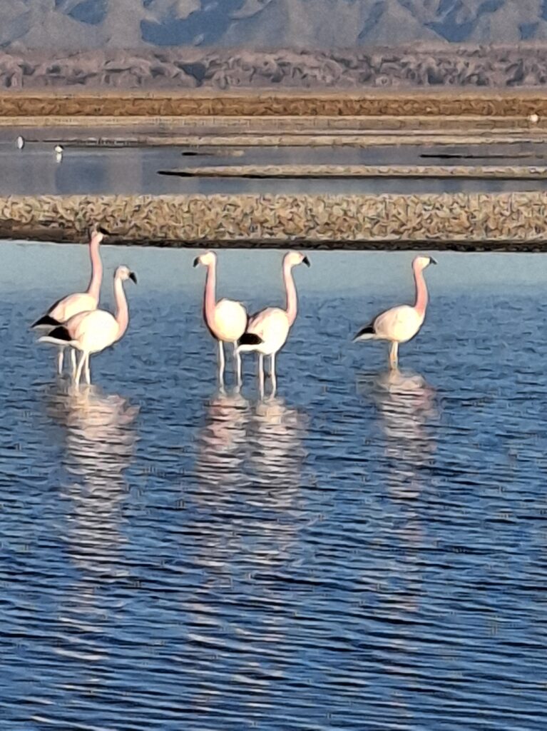 Fenicotteri nella Laguna Chaxa Cile