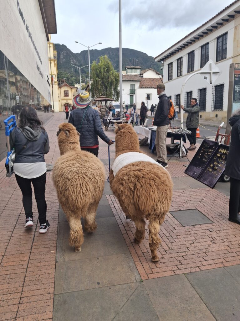 Alpaca che passeggiano per Bogota'