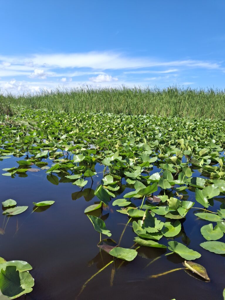 Ninfee a Everglades National Park