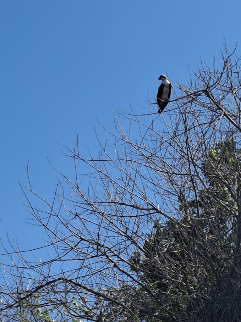 Birdwatching a Everglades