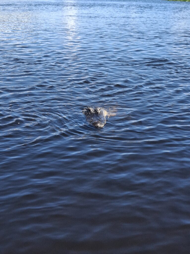 Coccodrillo in Florida