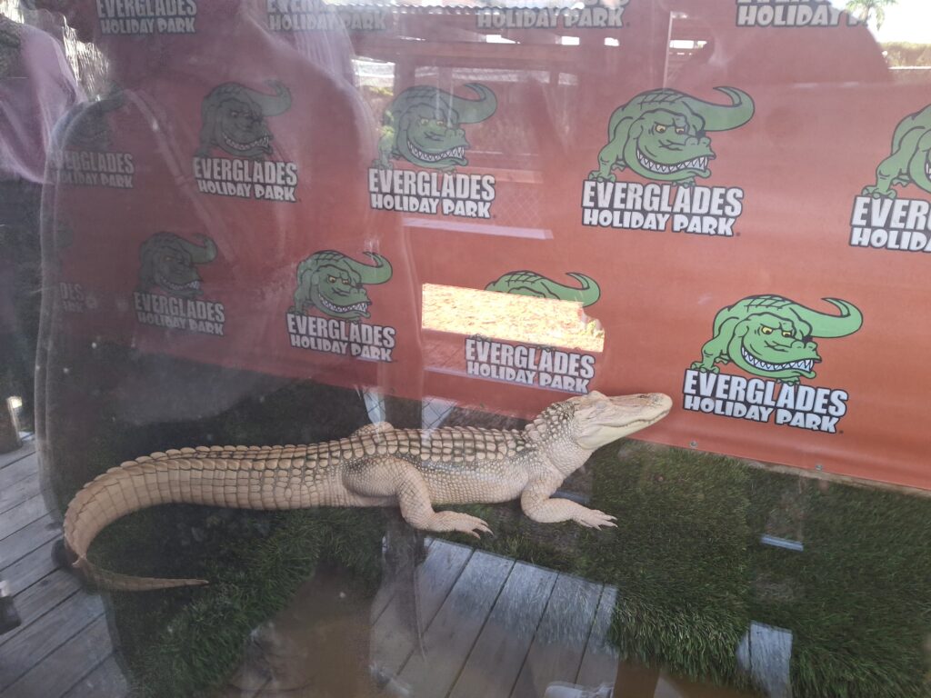 Alligatore albino a Everglades Holiday Park