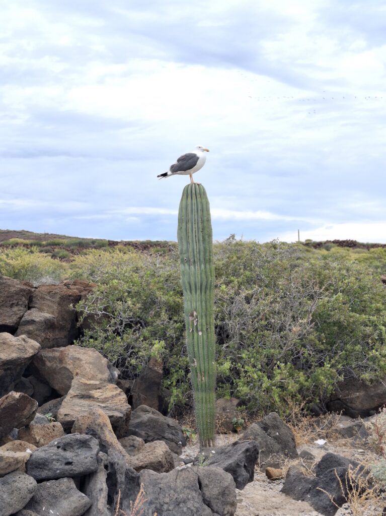 Cactus e gabbiano in Baja California Sur