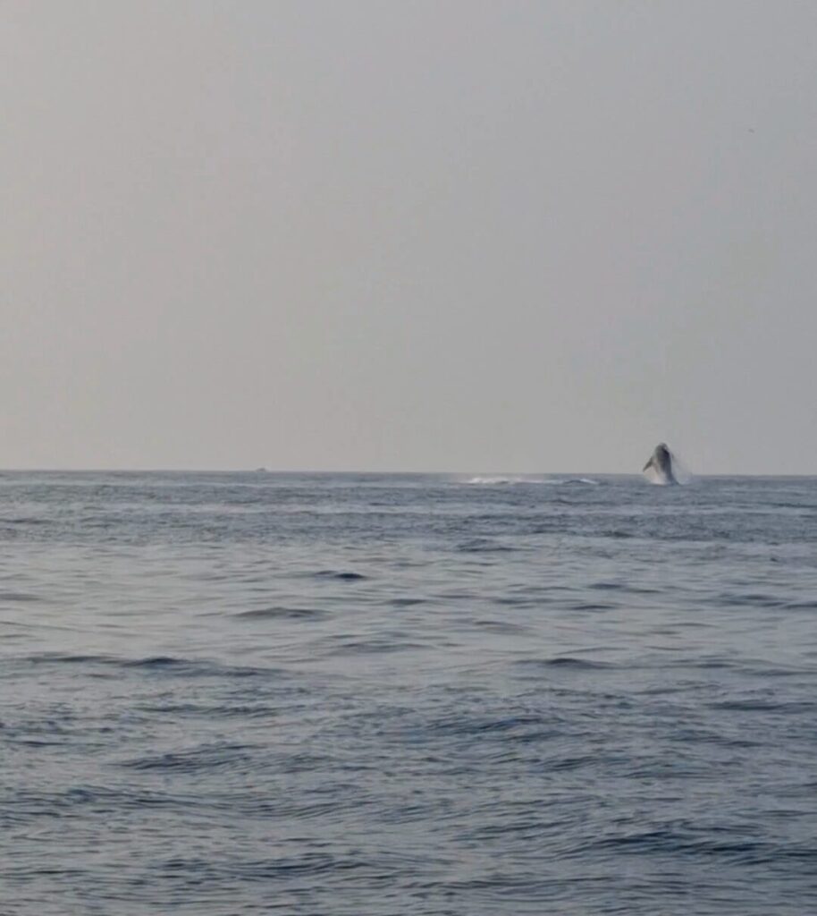 Avvistamento balene a Jalisco Messico
