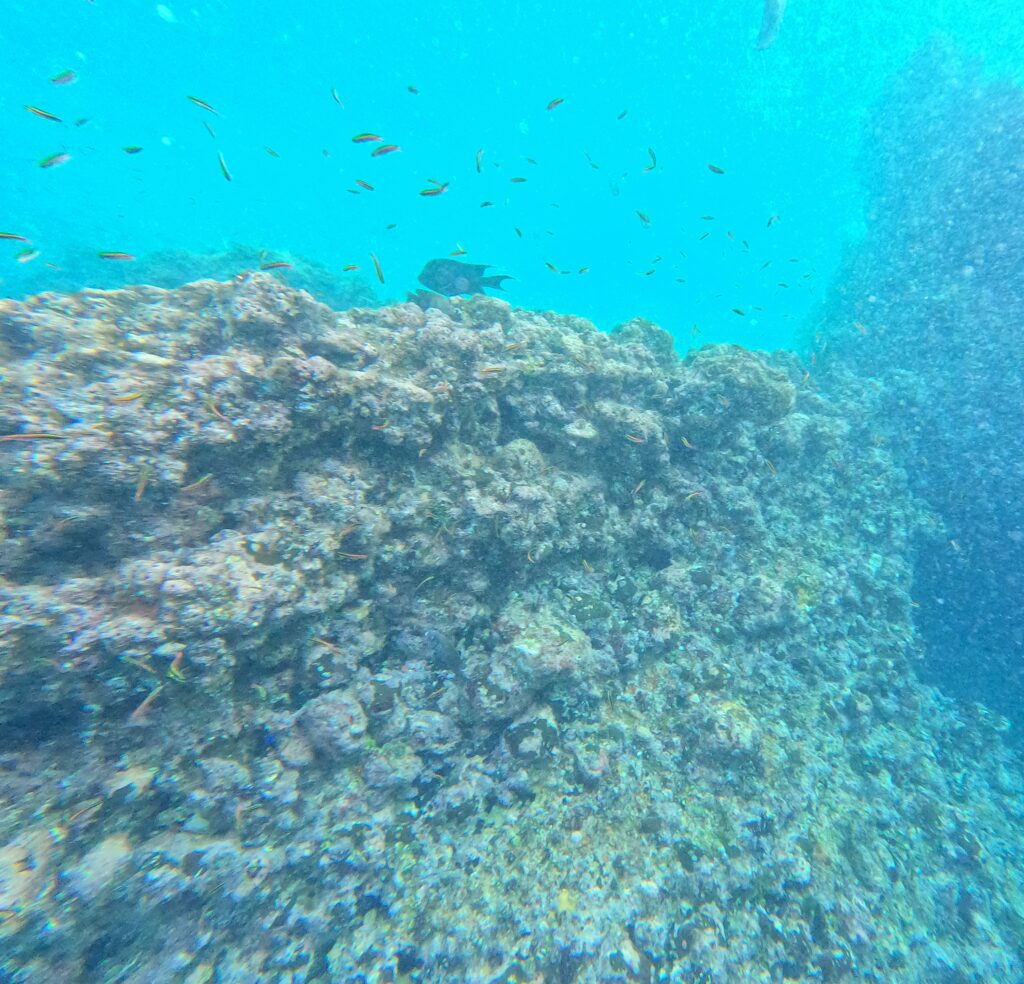 Foto subacquea a Los Arcos Marine Park Puerto Vallarta