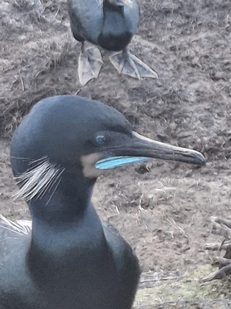 cormorani di Brandt con gli occhi azzurri