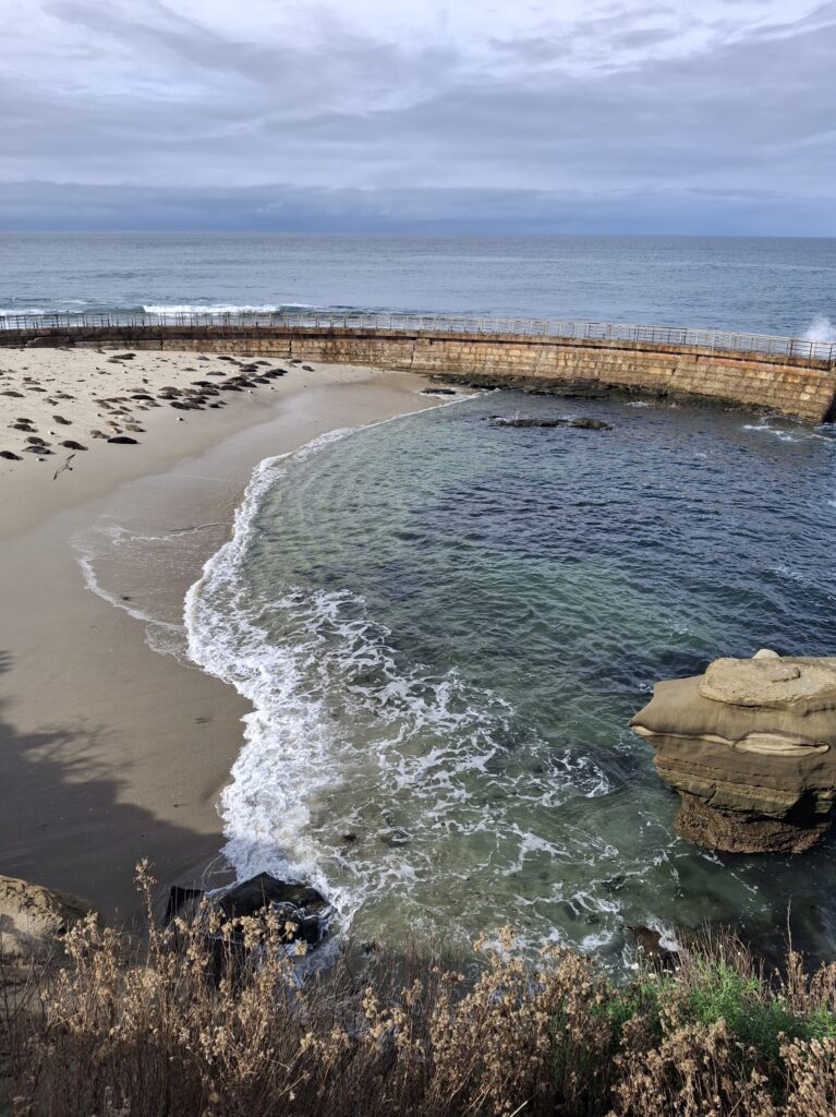 Leoni marini a Children’s Pool