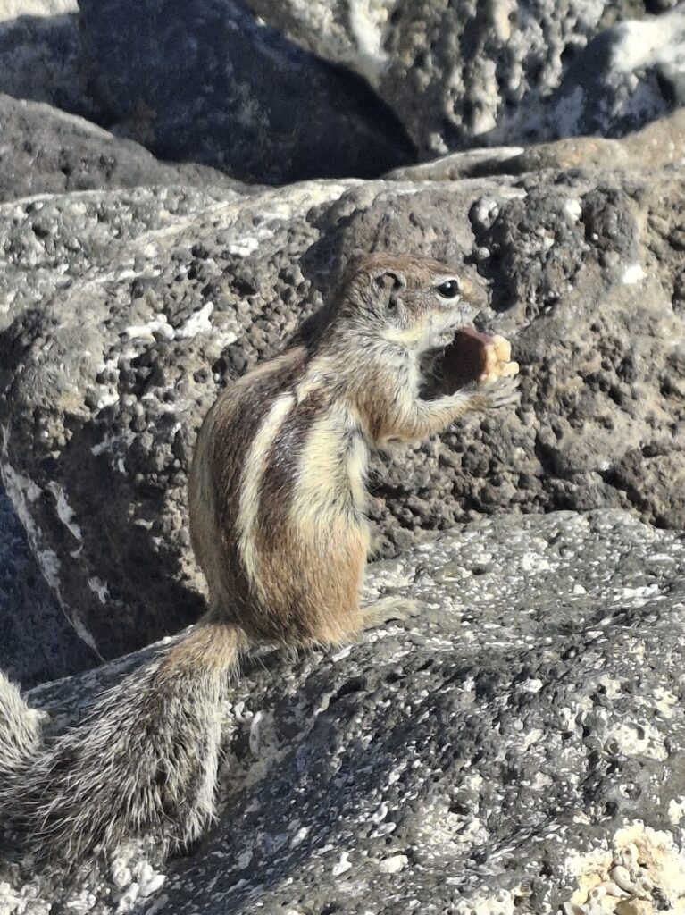 Scoiattolo a Playa Chica Fuerteventura