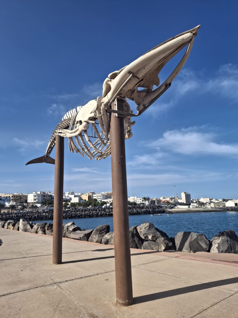 Scheletro di Balena a Playa Chica