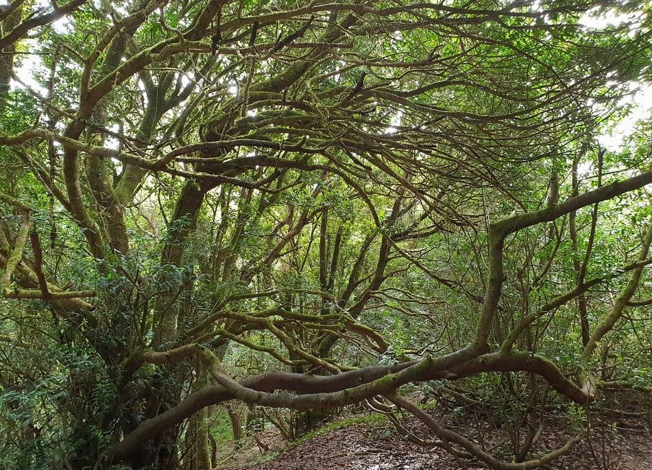 Parco di Anaga, El Bosque Encantado
