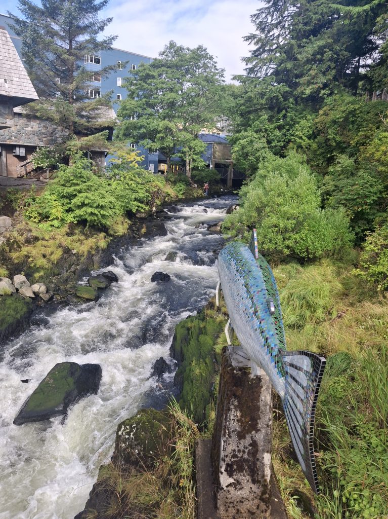 Salmoni che risalgono la corrente alla Salmon Ladder di Ketchikan