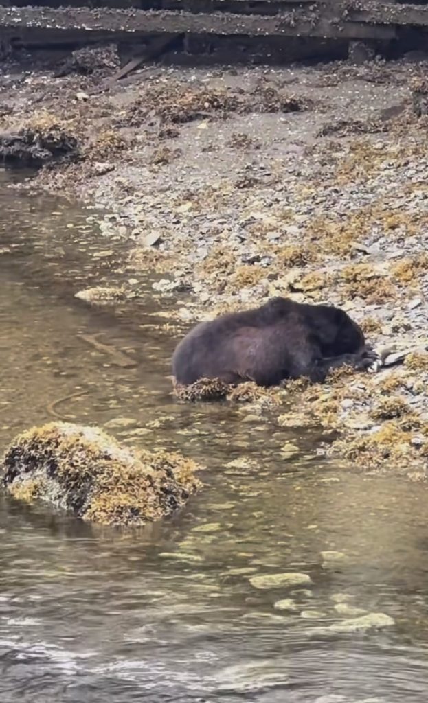 Orso nero d'Alaska caccia salmoni nel fiume a Herring Cove vicino Ketchikan